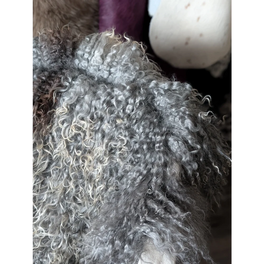 Grey curly fur toy dog plushie on Oliver Luxury Sheepskins Gotland sheepskin 52x31