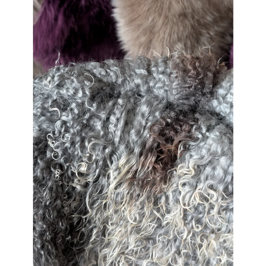 Gray and white curly wool Gotland sheepskin scarf with purple accents, 52x31
