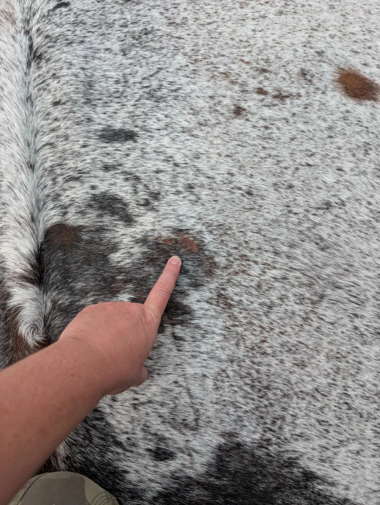Hello11 large cowhide rug with beautiful white and black spots and unique dark brown patch being pointed at