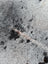 Hello11 large gray and black speckled cowhide rug with soft textured surface perfect for unique beautiful rugs