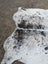 Hello13 large cowhide rug in white and black speckled with beautiful rugs natural irregular edges and unique characteristics