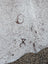 Hello14 large cowhide rug with white and gray speckles and dark brown markings perfect for beautiful rugs collection