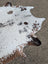 Hello15 large cowhide rug with natural white and brown colors featuring unique dark brown spot patterns