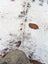 Hello#15 large cowhide rug in white and brown with natural fur texture and unique characteristics for beautiful rugs