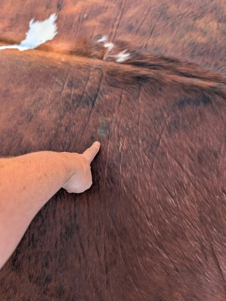 A hand points to a small green mark on a reddish-brown large cowhide rug showing unique rustic charm