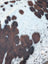 Hello4 large brown and white spotted cowhide rug with natural textured surface and unique rustic charm
