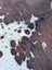Hello4 large cowhide rug 87 x 79 inches with brown and white spots and natural textured surface for rustic charm