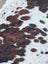 Large brown and white spotted cowhide rug with natural textured surface and unique characteristics for rustic charm