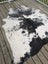 Hello6 large black and white cowhide rug with natural irregular edges showcasing unique characteristics in beautiful rugs