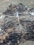 Hellow#5 88 x 81 large cowhide rug with unique black and tan marbled pattern adding rustic charm