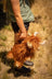 A plush orange highland cow toy named henry with white horns and hooves perfect for cuddling and decor