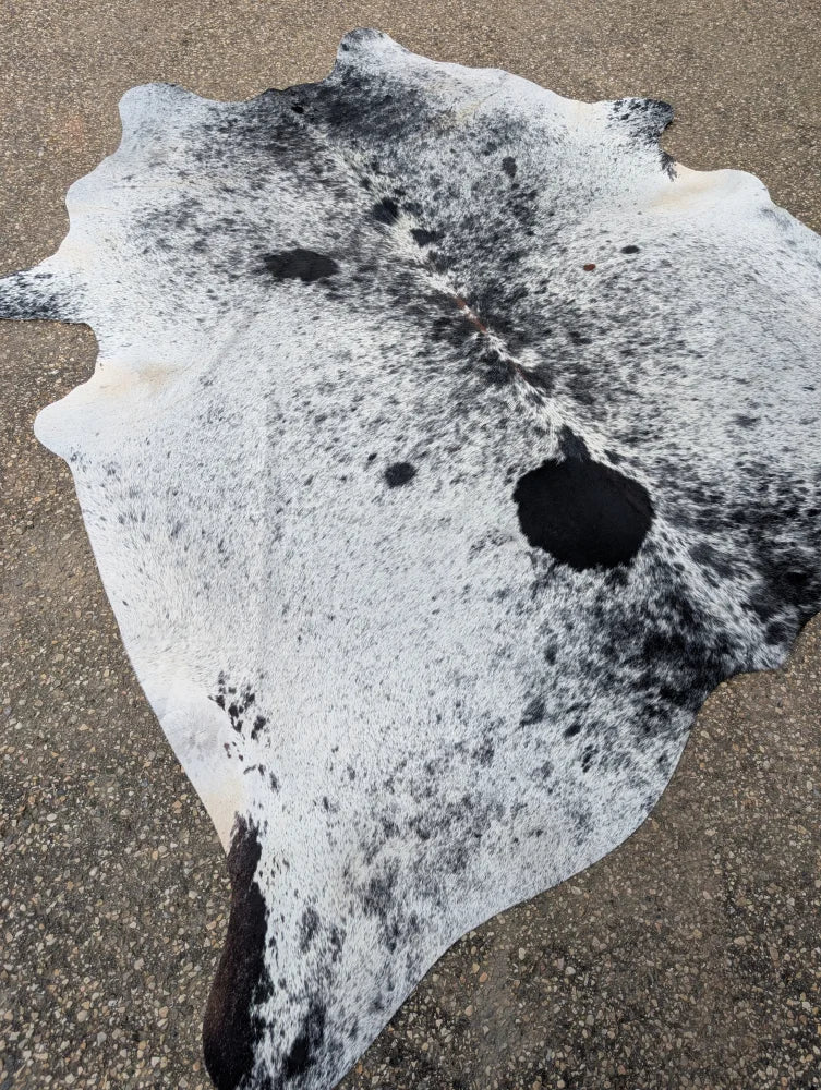 Large black and white spotted cowhide rug with unique characteristics and natural irregular edge perfect as a cowhide rug