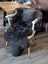 A plush dark gray british isles sheepskin rug draped over a white wooden chair with light wood legs