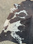 A large cowhide rug with beautiful black and white spotted pattern showcasing unique characteristics and natural texture