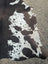Brown and white large cowhide rug with natural black spots showcasing unique characteristics for beautiful rugs