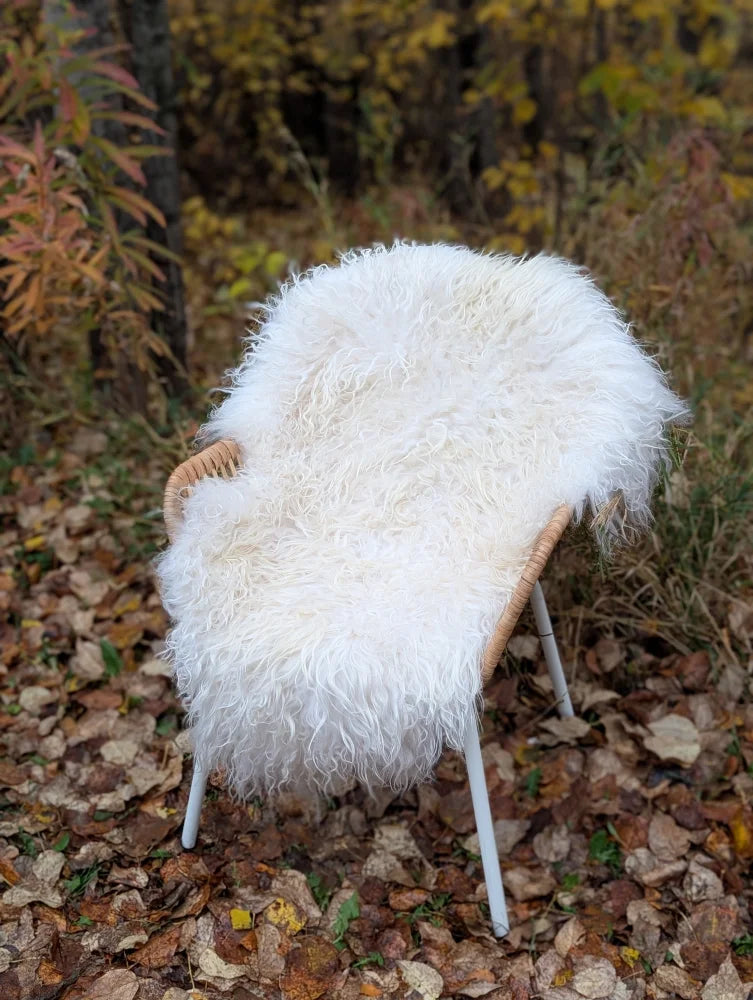 White fluffy ice#1 48 x 32 wool icelandic sheepskin throw draped over a woven wicker chair with white metal legs