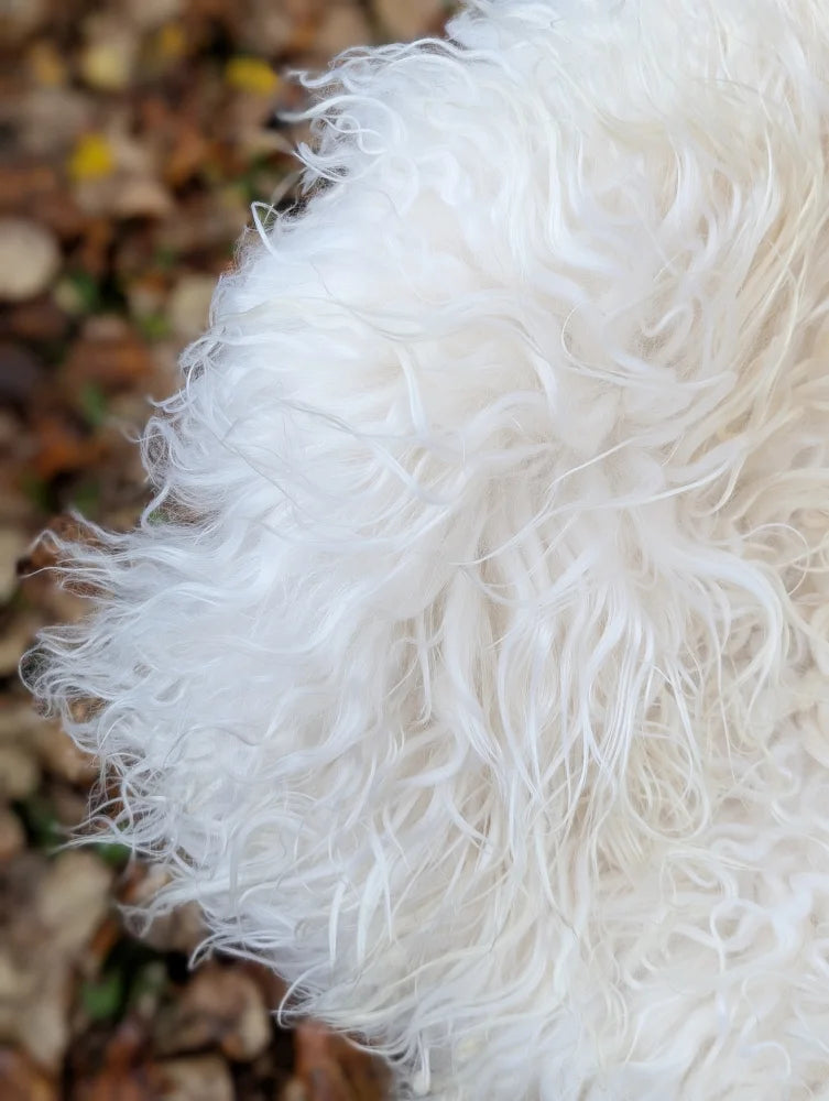 A plush white long wool icelandic sheepskin with curly soft texture perfect for cozy home decor