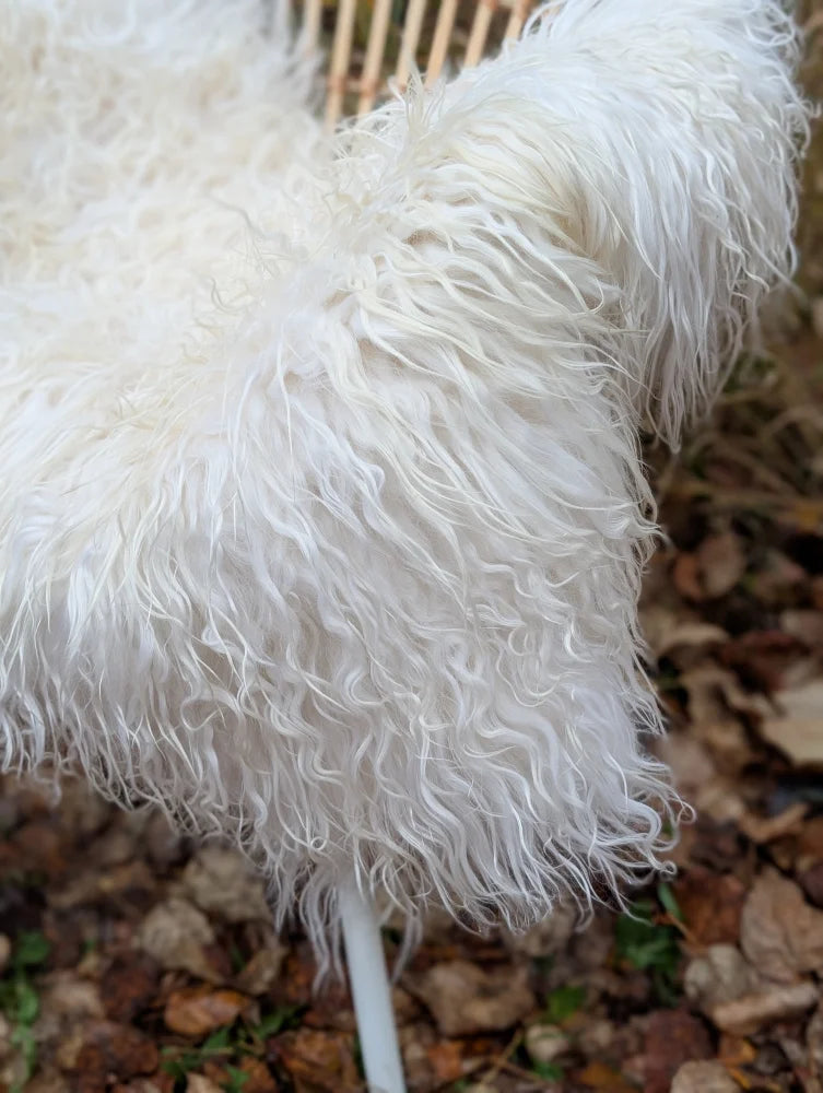 A plush white curly long wool icelandic sheepskin throw blanket with soft voluminous texture for cozy comfort
