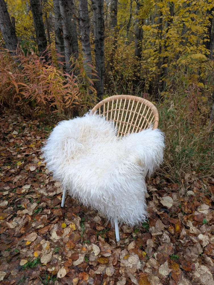 White fluffy wool icelandic sheepskin throw draped over woven rattan chair for cozy decor