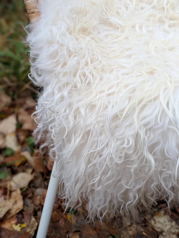 A plush off-white 48 x 32 curly long wool icelandic sheepskin throw perfect for cozy home decor