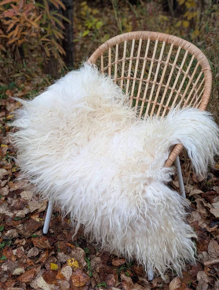A plush off-white long wool icelandic sheepskin rug draped over a wicker chair showing curly fibers