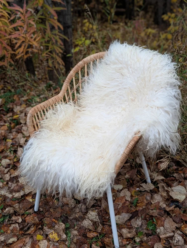 White fluffy wool icelandic sheepskin throw draped over a woven wicker chair showing long wool icelandic texture