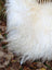 A plush white curly long wool icelandic sheepskin throw blanket with soft voluminous texture 49 by 30 inches