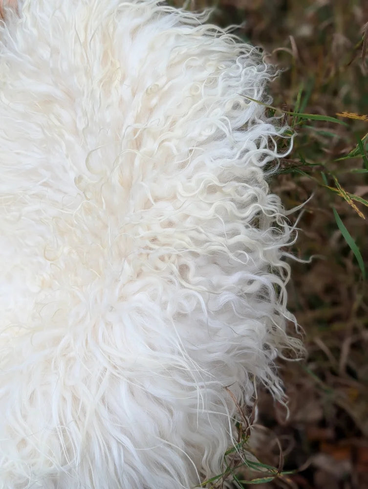 A plush voluminous white curly long wool icelandic sheepskin blanket with soft fluffy texture for cozy use