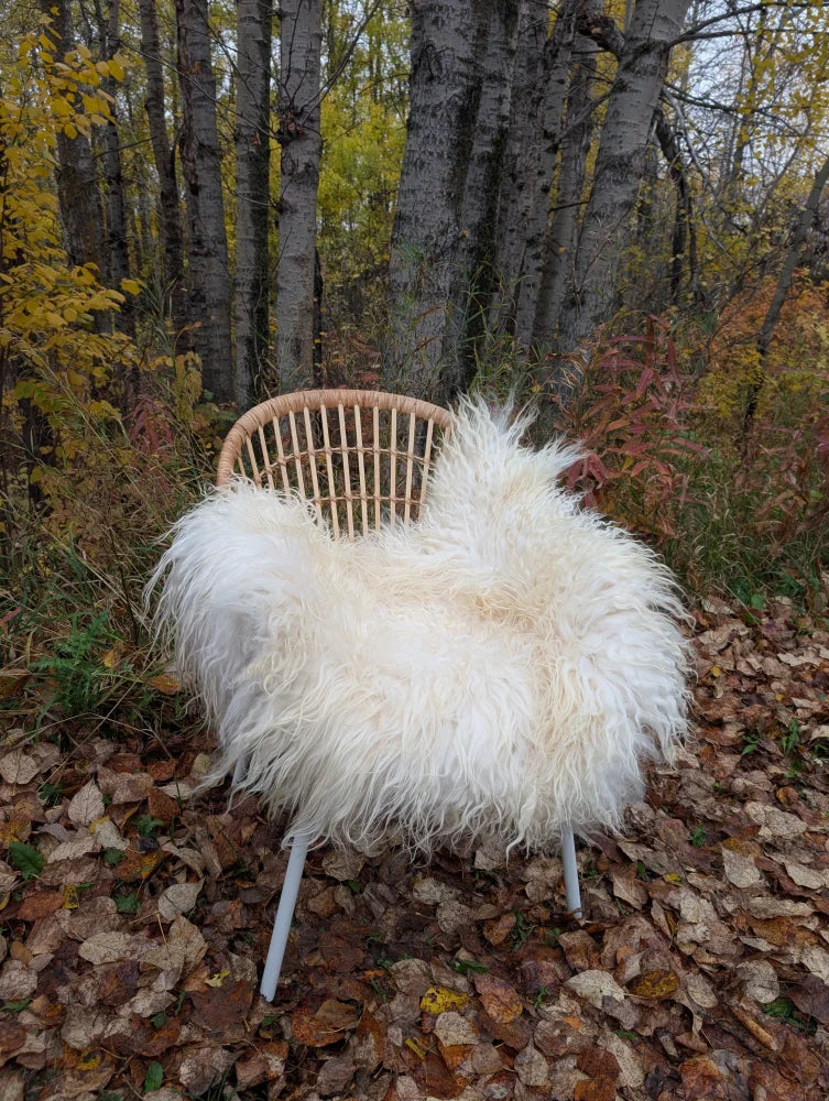 A cozy fluffy white curly long wool icelandic sheepskin draped over a woven wicker chair with metal legs
