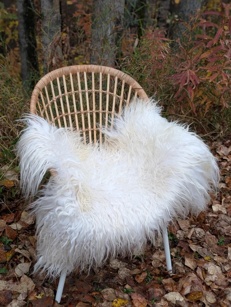 A cozy white long wool icelandic sheepskin rug draped over a woven wicker chair with metal legs