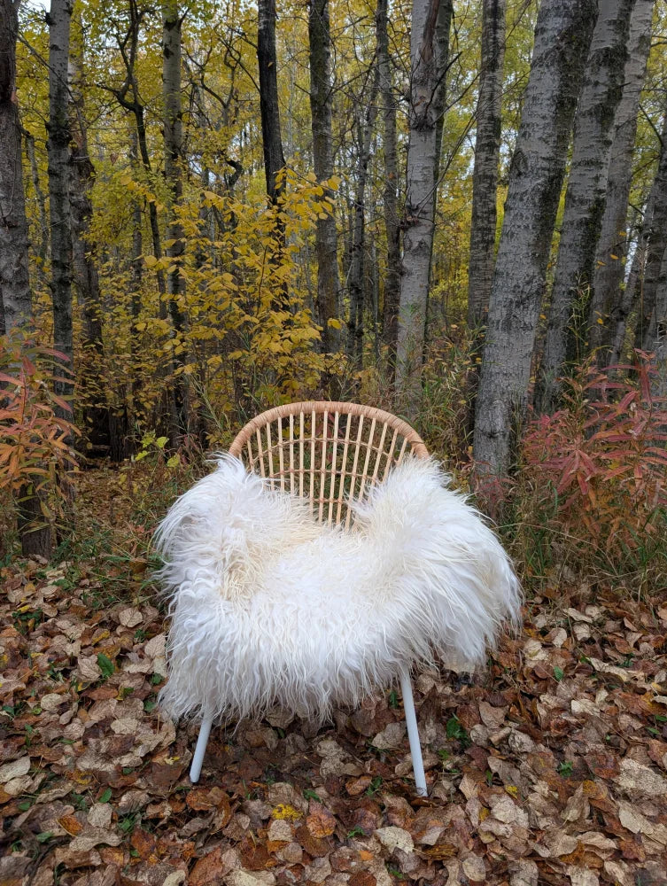 A cozy white long wool icelandic sheepskin throw draped over a rattan chair with metal legs and autumn leaves