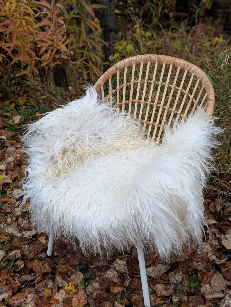 A plush white long wool icelandic sheepskin throw draped over a woven wicker chair for cozy decor
