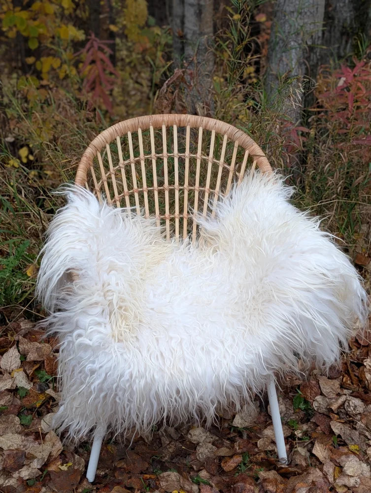 White fluffy curly long wool icelandic sheepskin throw draped over woven rattan chair with white metal legs