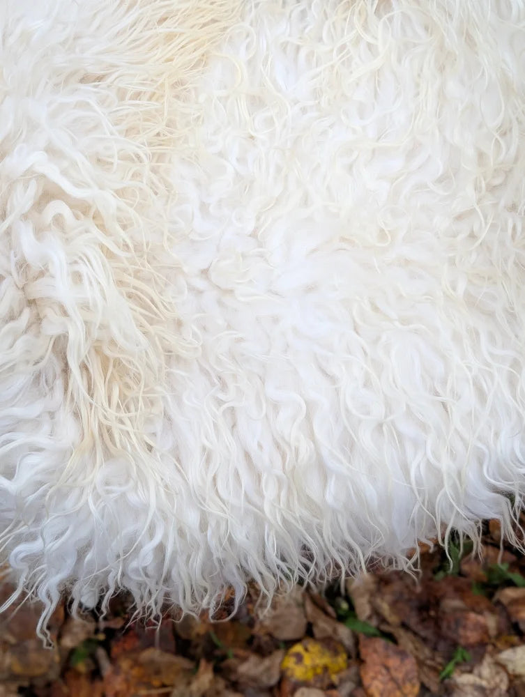 A plush curly white long wool icelandic sheepskin rug with soft voluminous texture perfect for cozy spaces