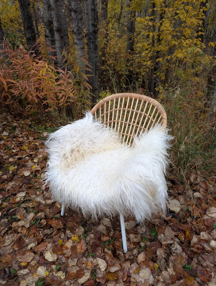 A cozy white long wool icelandic sheepskin throw draped over a rattan chair set among autumn leaves