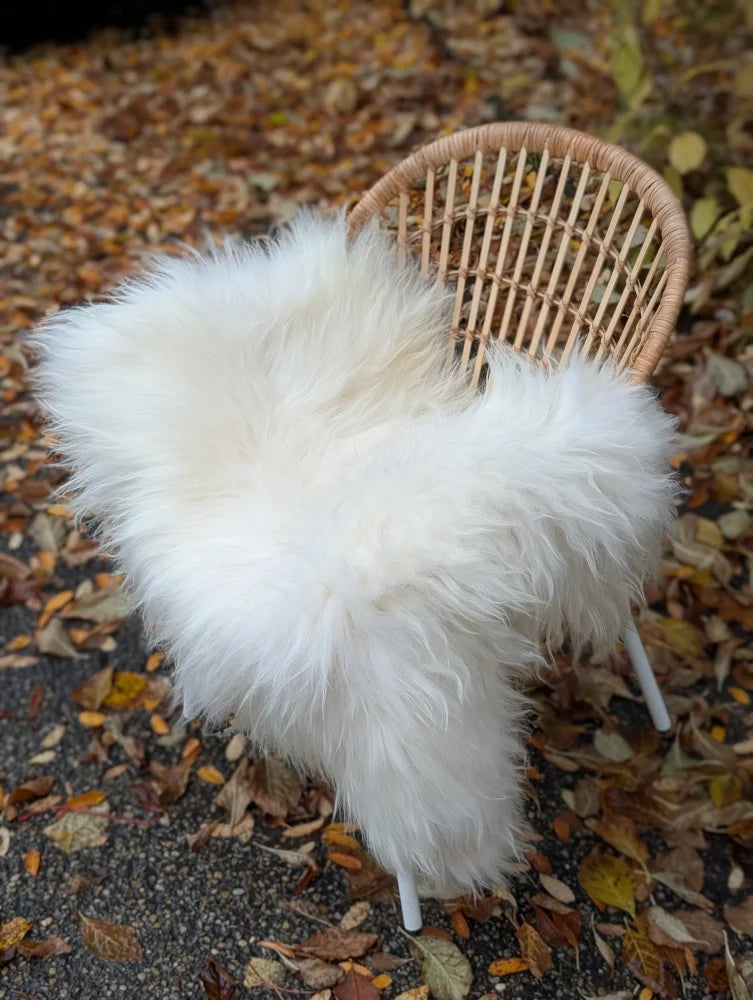 A plush off-white long wool icelandic sheepskin throw draped over a wicker chair for cozy comfort