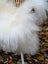 A fluffy white dog with long soft fur and a wooden comb on a long wool icelandic sheepskin rug