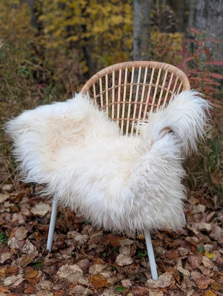 A plush white long wool icelandic sheepskin throw draped over a woven rattan chair with metal legs