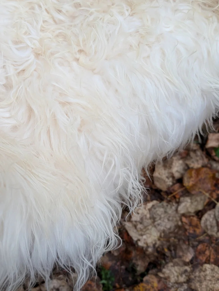 A plush creamy white long wool icelandic sheepskin blanket with curly fibers perfect for cozy home decor
