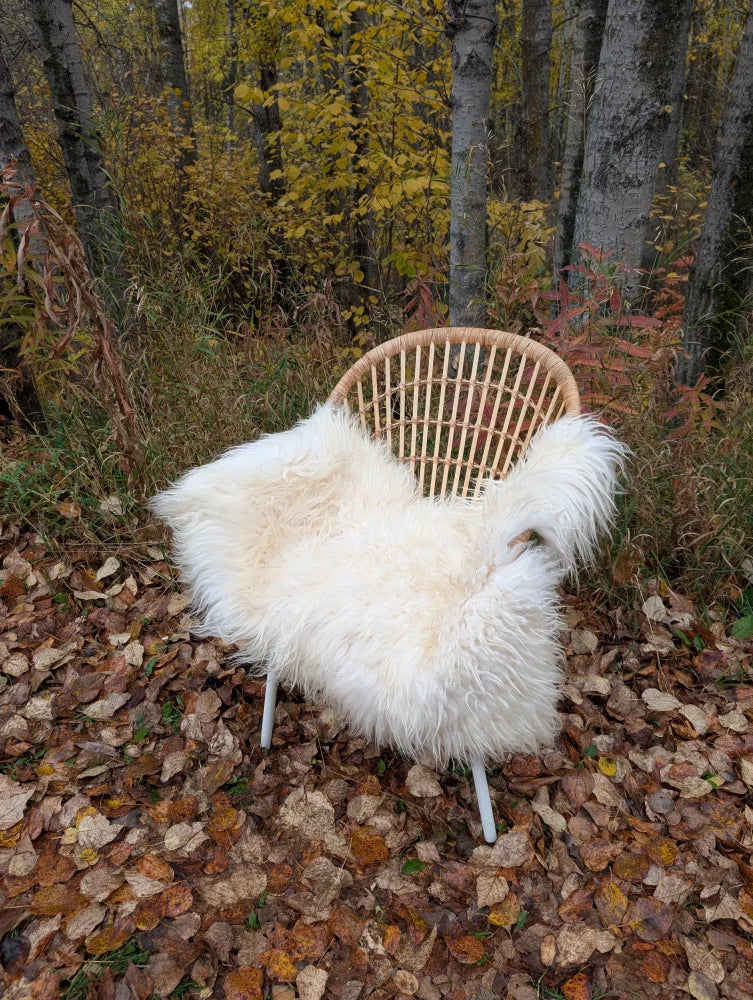 A cozy white long wool icelandic sheepskin throw draped over a woven rattan chair with slender metal legs outdoors