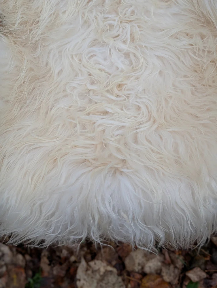 A plush off-white long wool icelandic sheepskin rug with curly fibers measuring 48 by 27 inches