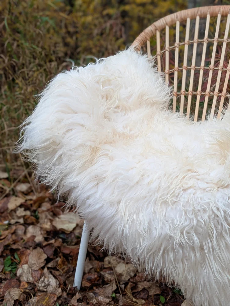 A plush off-white long wool icelandic sheepskin throw draped over a woven rattan chair for cozy decor