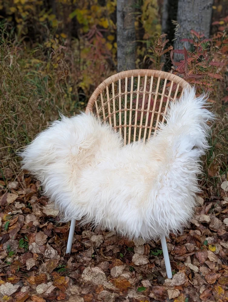 White fluffy long wool icelandic sheepskin throw draped over woven rattan chair with white metal legs