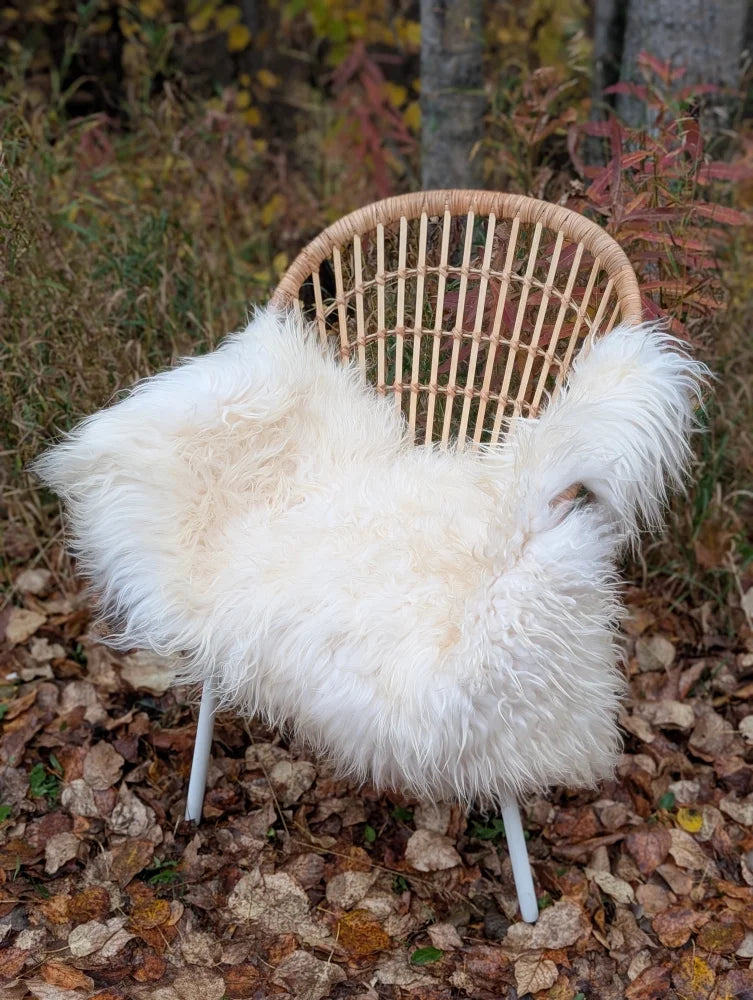 White fluffy long wool icelandic sheepskin throw draped over woven wicker chair with white metal legs