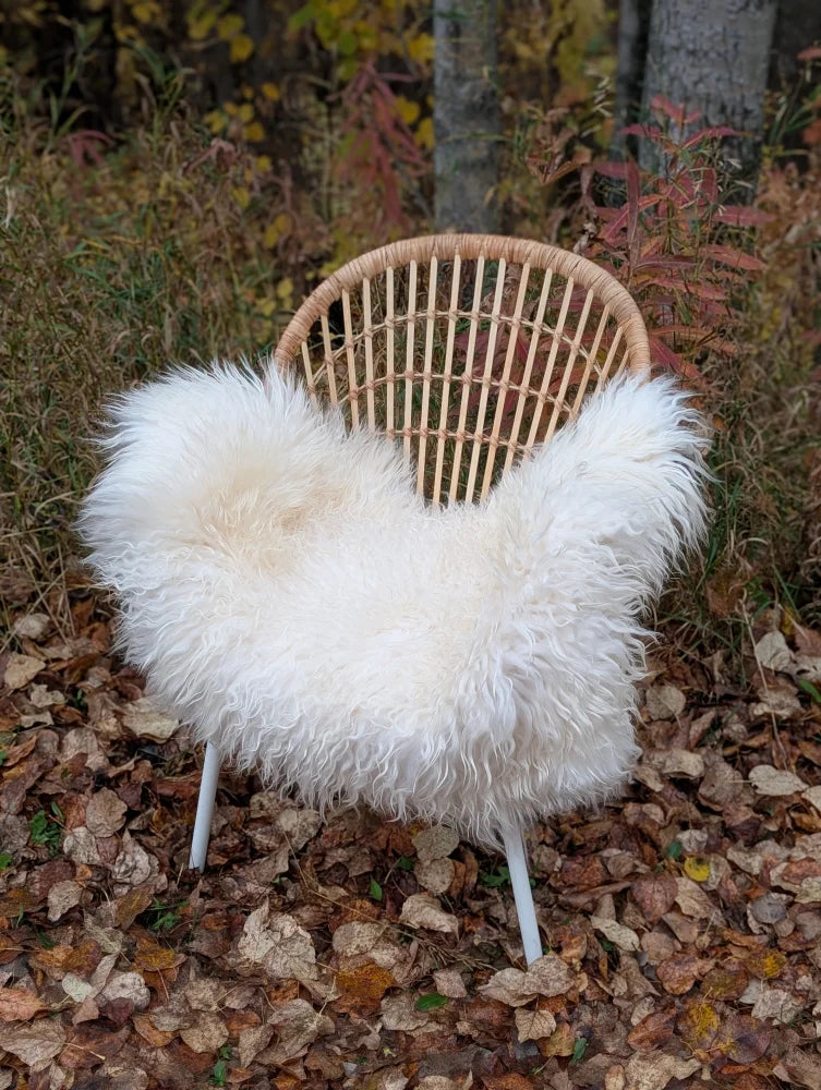 A cozy white curly long wool icelandic sheepskin throw draped over a woven rattan chair with metal legs