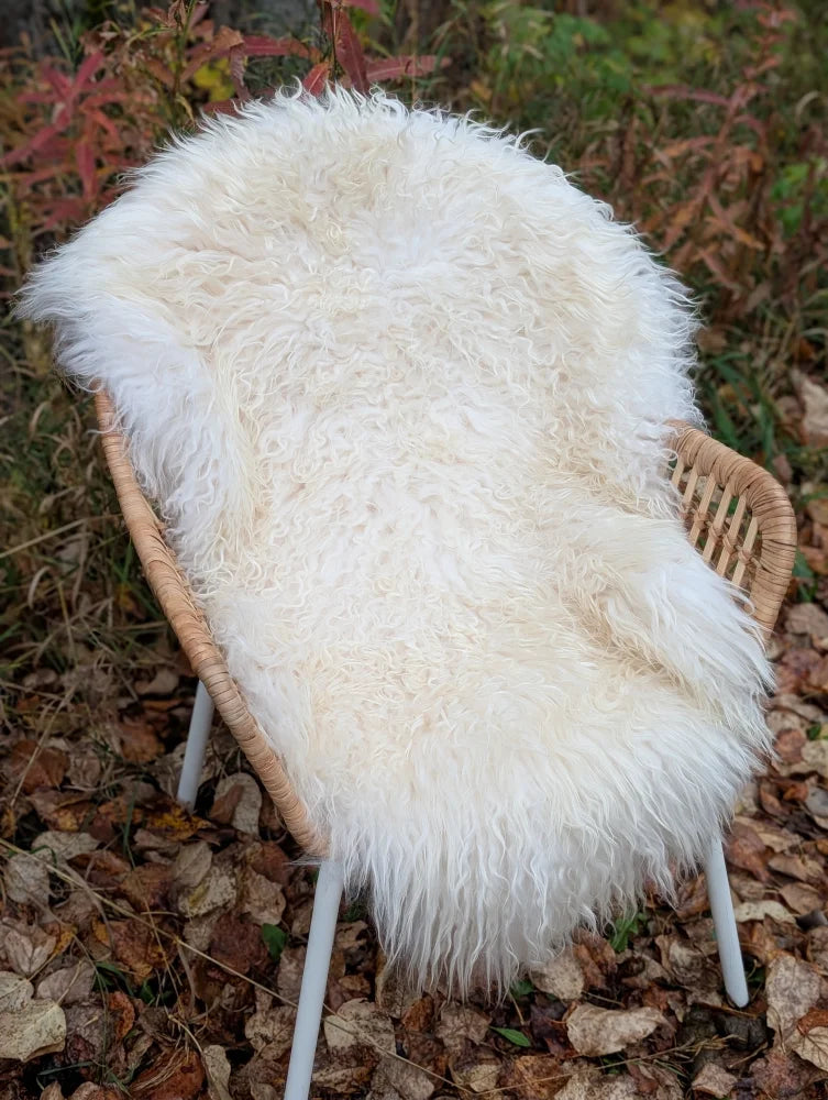 Fluffy white long wool icelandic sheepskin rug draped over a wicker chair for cozy decor