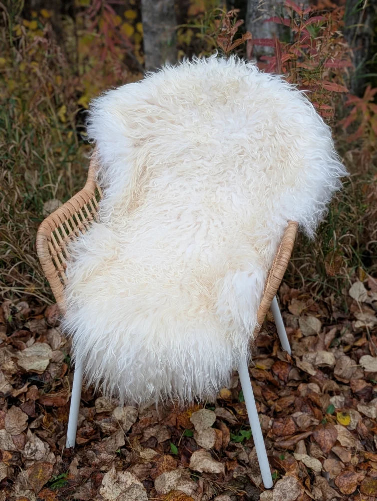 Off-white long wool icelandic sheepskin rug with curly fibers draped over a wicker chair for cozy decor
