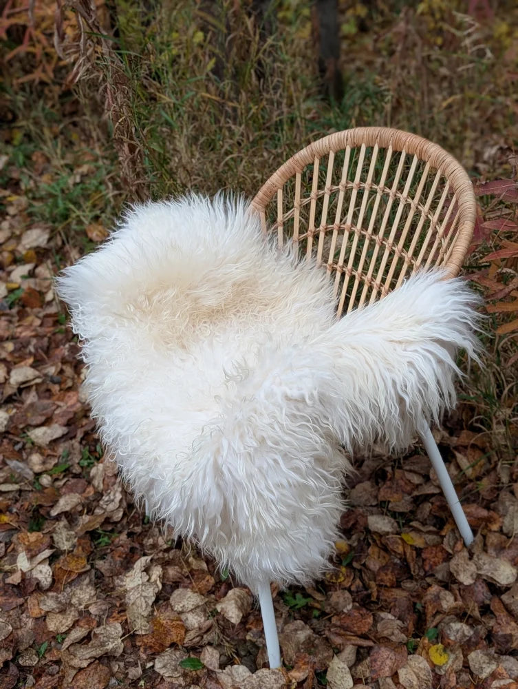 Fluffy white wool icelandic sheepskin rug draped over wicker chair showcasing long wool icelandic texture