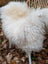 A plush off-white long wool icelandic sheepskin throw draped over a woven chair for cozy decor
