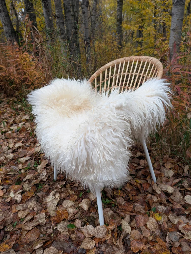 White fluffy wool icelandic curly long sheepskin throw draped over woven rattan chair with white metal legs